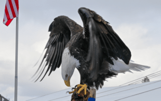 Bird of Prey-FeaturedStory-Cancellation