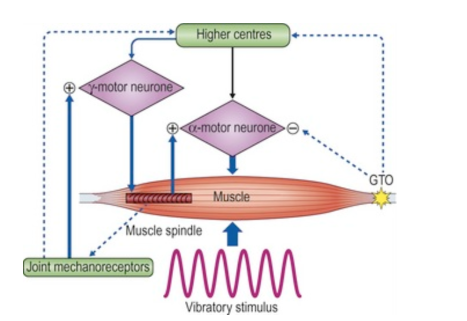 Muscle Mechanics During Ski Vibration: How Elite Skiers Manage Force and Stability